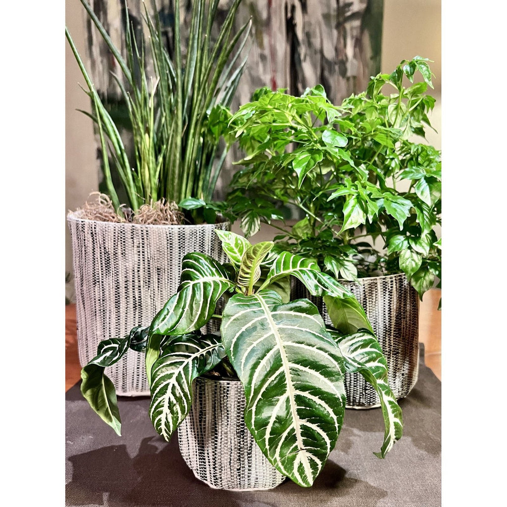 Gray Round Planter