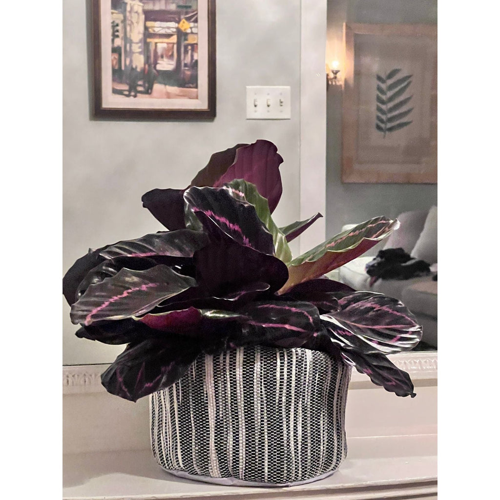 Gray Round Planter