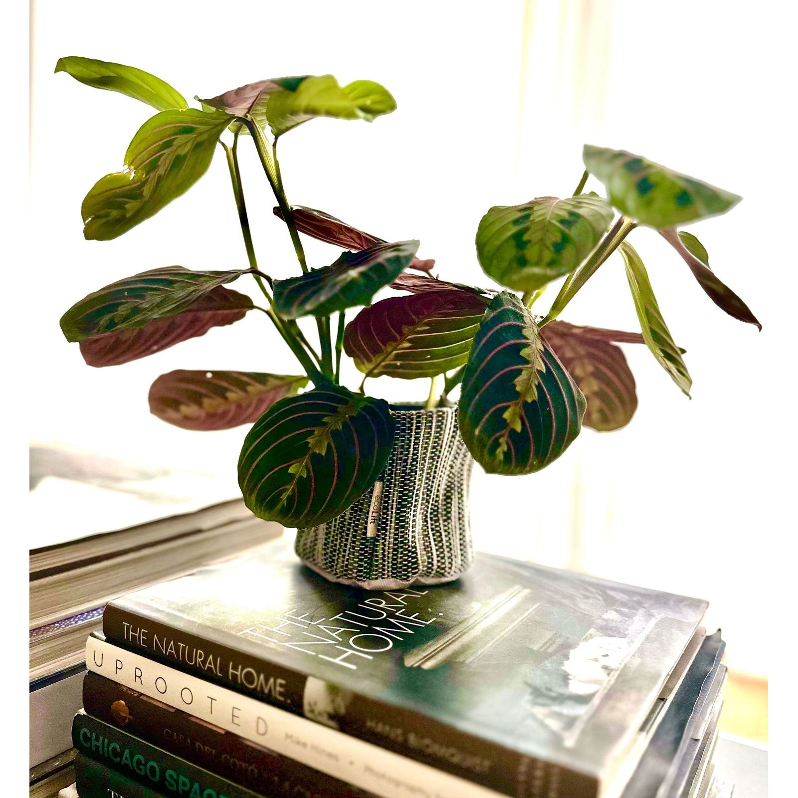 Gray Round Planter