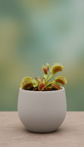 Venus Flytrap With Illustrated Pot